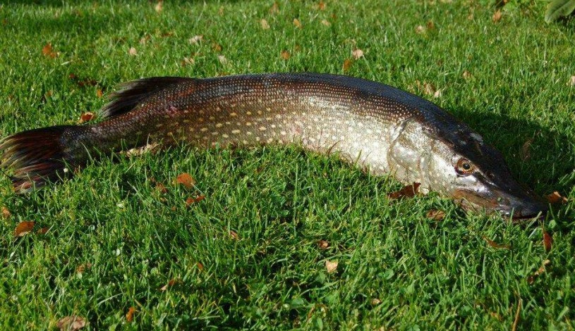 Penzion Eliška Horní Planá